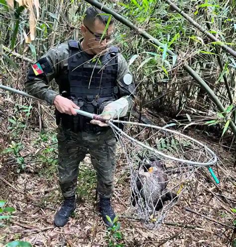 Pol Cia Ambiental Resgata Carcar Que Havia Sido Atropelado Na Ers