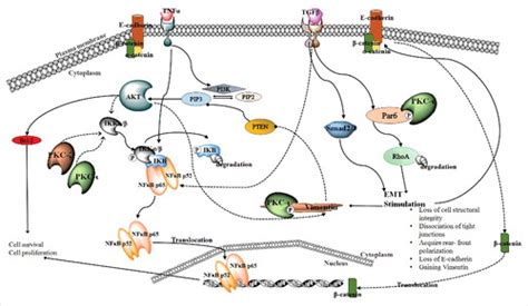 Full Article Oncogenic Pkc Activates Vimentin During Epithelial