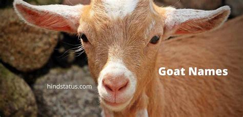 500+ Best Goat Names That Sounds Really Cool Unique Animals, Animals For Kids, Pun Names, Sheep ...