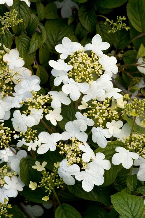 Summer Snowflake Viburnum Viburnum Plants Plant Catalogs