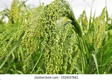 Proso Millet Images Stock Photos Vectors Shutterstock