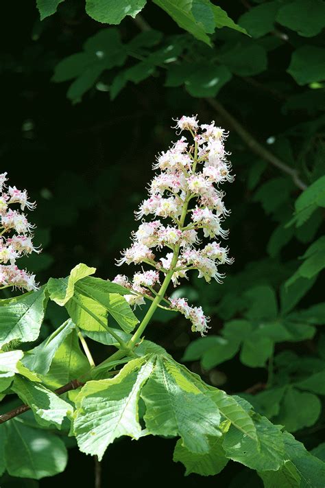 Aesculus hippocastanum – Mark McNee