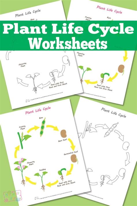 Plant Life Cycle Worksheet - Itsy Bitsy Fun