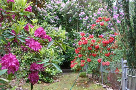 Highland 160607 Various Rhododendrons In The Leckmelm Ga