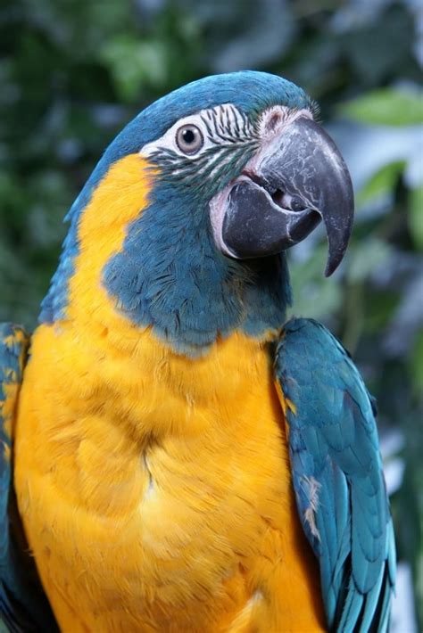 Blue-Throated Macaw Facts, Pet Care, Temperament, Pictures