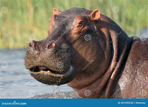 The Common Hippopotamus Hippopotamus Amphibius Or Hippo In The River. Portrait Of A Hippo In The ...