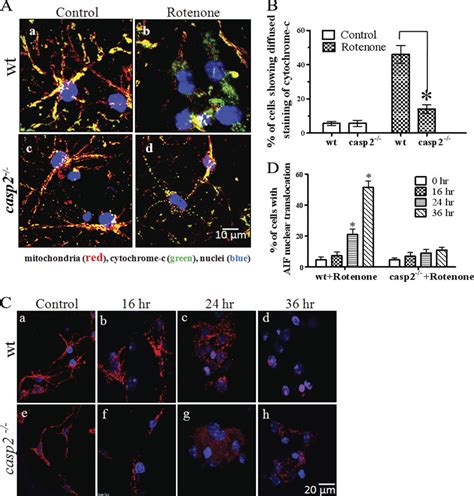 Loss Of Caspase 2 Prevents Rotenone Induced Release Of Cytochrome C And