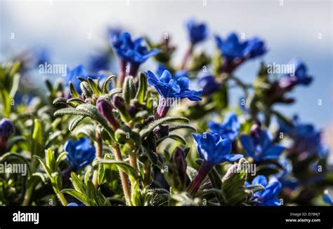 Lithodora Diffusa Heavenly Blue Flowers Uk Stock Photo Alamy