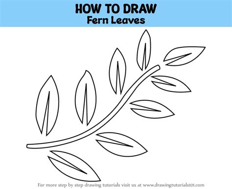 How To Draw Fern Leaves Plants Step By Step