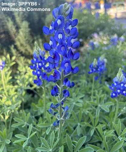 36 Texas Flowers With Pictures Native And Non Native Identification