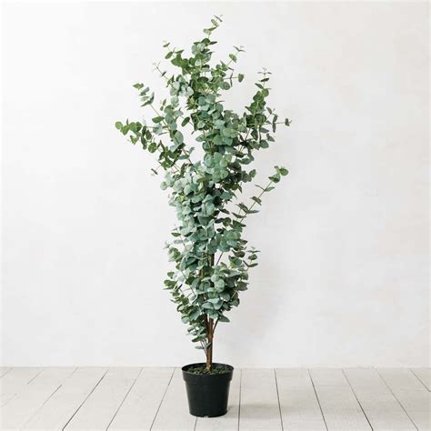 Eucalyptus Plant Care Instructions - carsinema