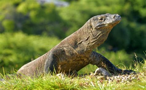 Le Portrait Du Komodoensis De Varanus De Dragon De Komodo Avec A Ouvert