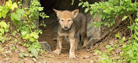 More Red Wolf Pups | Nature Watch