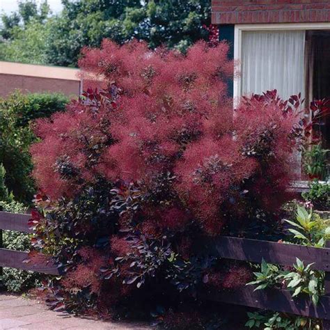 Cotinus Royal Purple Smoke Tree Sugar Creek Gardens