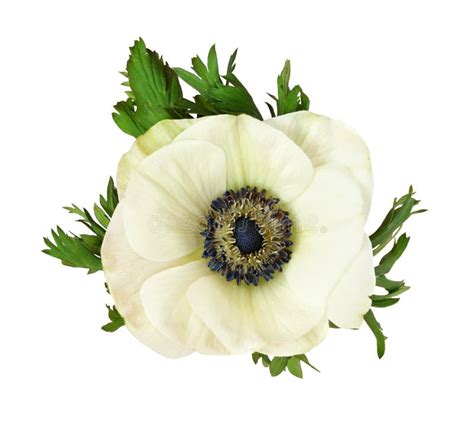 White Anemone Flower and Leaves Stock Photo - Image of leaf, closeup: 108820248