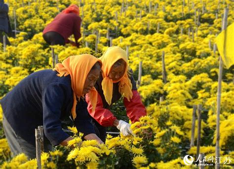 江苏金湖：金丝皇菊采收忙人群养生频道东方养生