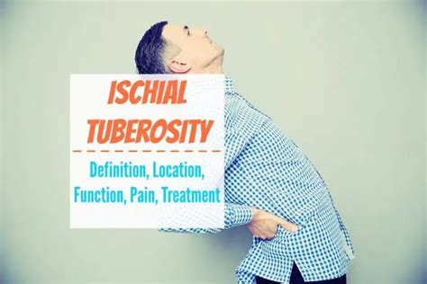 Ischial Tuberosity - Definition, Location, Function, Pain, Treatment ...