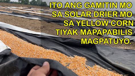 Praktikal Na Pagpapatuyo Ng Yellow Corn Youtube