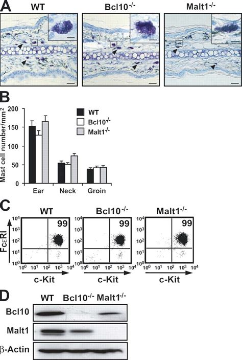 Mast Cell Development In The Absence Of Bcl Or Malt A And B Skin