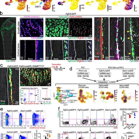 Fgfr Stromal Cells Are Localized To The Bone Marrow Endosteum A Umap