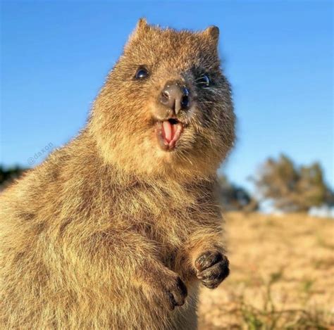 20 Of The Most Iconic Australian Animals Wildest