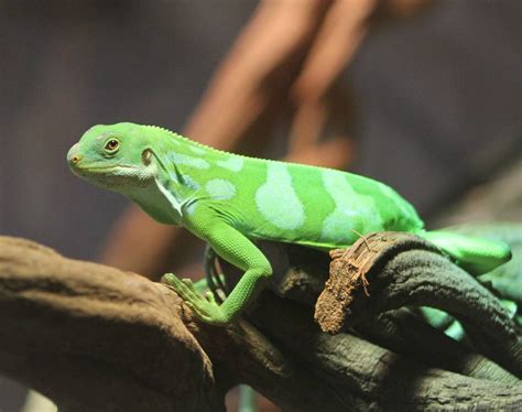 Fiji banded iguana - ZooChat