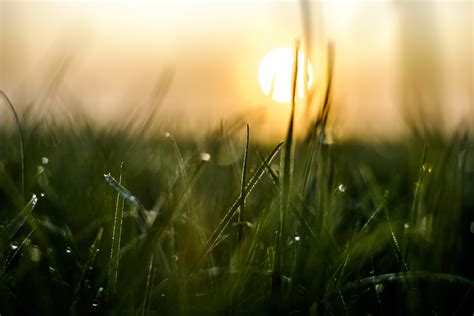 Online Crop Green Grass With Morning Dew Selective Photo Hd Wallpaper