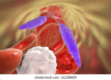 Leishmania Parasite Images Stock Photos Vectors Shutterstock