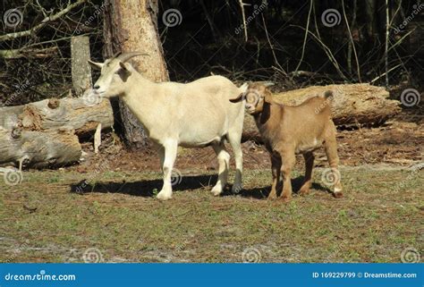 Mom And Son Goats Stock Image Image Of Mother Goats 169229799