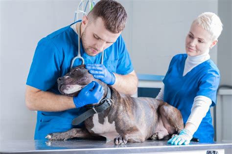 Auxiliaire Veterinaire Un Métier Au Multiples Compétences