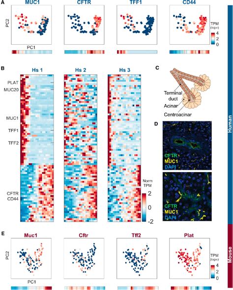 Figure 5 From A Single Cell Transcriptomic Map Of The Human And Mouse