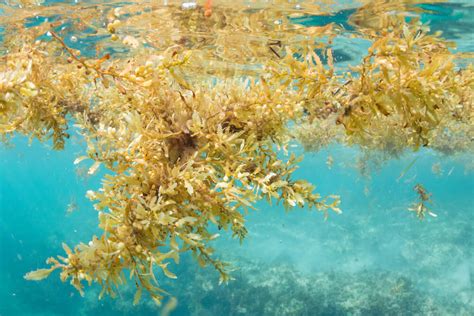 Welcome To The Sargassum Sea | The Momentum