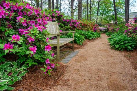 How To Plant Azalea Complete Growing And Care Tips