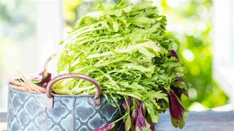 Endive: What is It, How Is It Grown, And How to Cook It