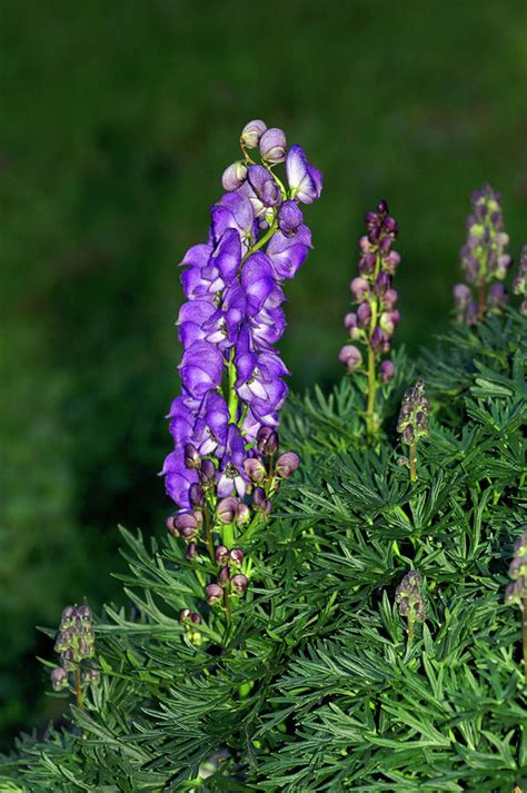 Common Monkshood Aconitum Napellus Photograph By Brian Gadsby Science