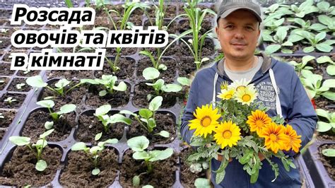 Яка схожість насіння у цьому році. Вирощування розсади в кімнаті. - YouTube