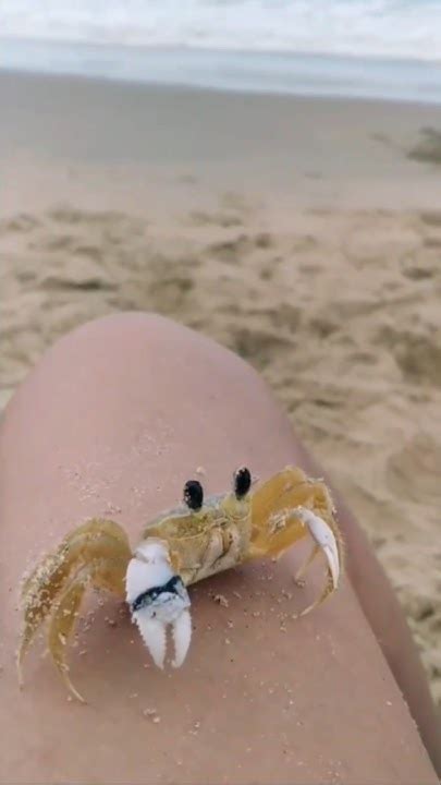 Crab Cleaning Sand Out Of Its Eyes 👀 🦀 Cute Crab Youtube