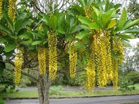 Lofantera Chuva De Ouro Lophantera Lactescens Sementes Semente