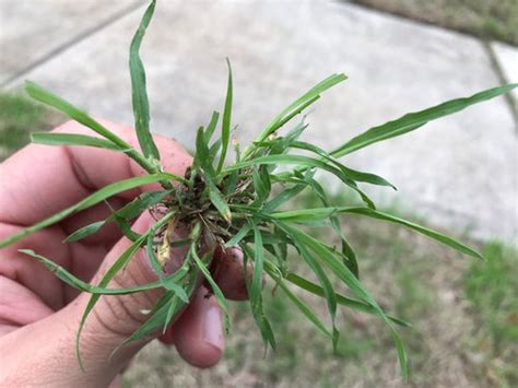 Help identifying a weed or grass in South Texas