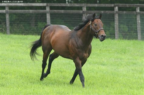 ロードカナロア初年度産駒がjra初勝利 馬産地ニュース 競走馬のふるさと案内所