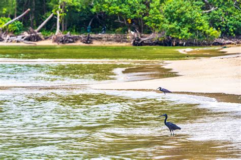 Great Black Water Bird Heron Stork Flying Standing Water Phuket