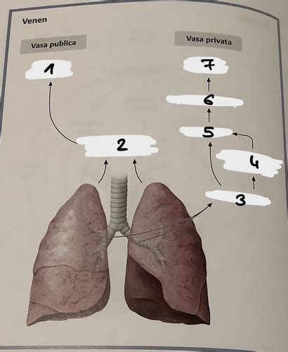 Ven Se Versorgung Lungen Schema Flashcards Quizlet