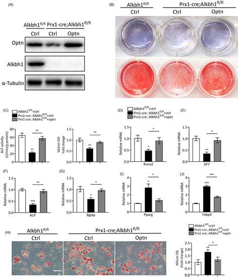 Alkbh Mediated Dna N Methyladenine Modification Regulates Bone Marrow