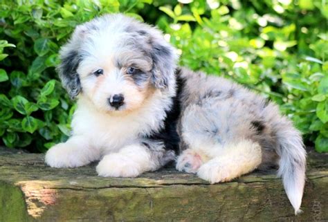 56 Top Images Aussie Puppies For Sale In Ky / Cavapoo Puppies For Sale ...