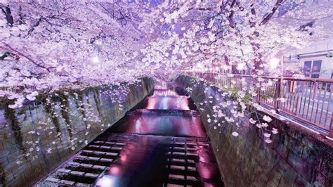 Cherry Blossom Laptop Wallpapers Top Free Cherry Blossom Laptop