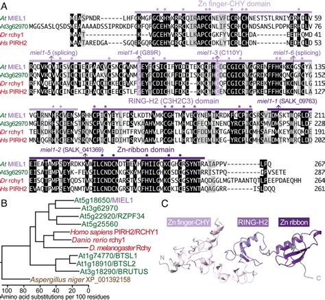 Miel Is A Conserved Cys Rich Ubiquitin Protein Ligase A Alignment