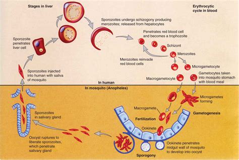 Apicomplexan Life Cycle