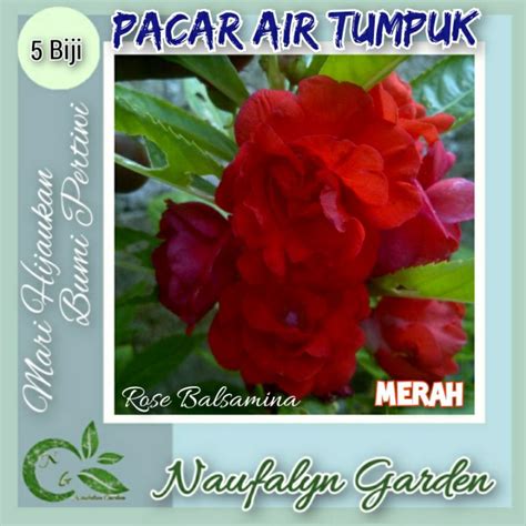 Jual Benih Bunga Pacar Air Merah Tumpuk Rose Balsamina Benih Biji