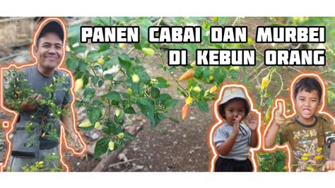 PANEN CABAI DAN MURBEI DI KEBUN ORANG YouTube