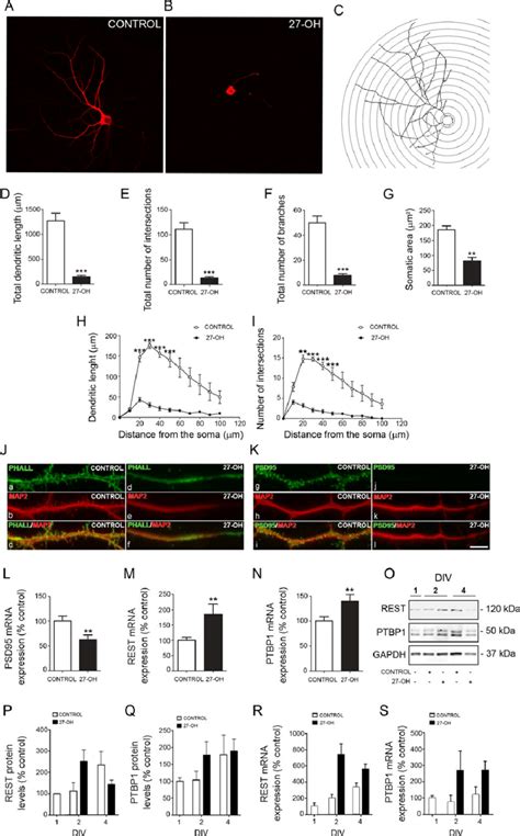 Oh Treatment Modulates Dendritic Arborization Spine Density Psd